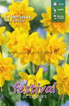 Narcissus Tete Boucle 12/14 (x12x5)