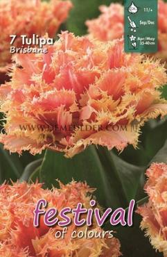 Tulips Brisbane (x12x7)