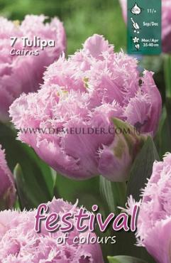 Tulips Cairns 11/+ (x12x7)