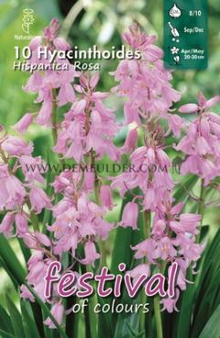 Hyacinthoides Hisp. Rosa 8/10 (x12x10)