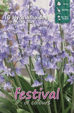 Hyacinthoides Hisp. Blue 8/10 (x12x10)