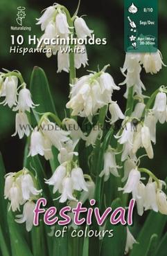 Hyacinthoides Hisp. White 8/10 (x12x10)