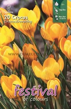 Crocus Dorothy 5/+ (x12x15)