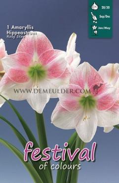 Amaryllis Rosy Star 28/30 (x5x1)