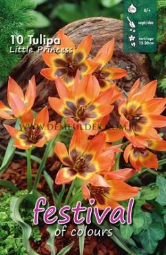 Tulips Little Princess 6/+ (x12x10)