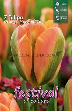 Tulips Orange Marmalade 12/+ (x12x7)