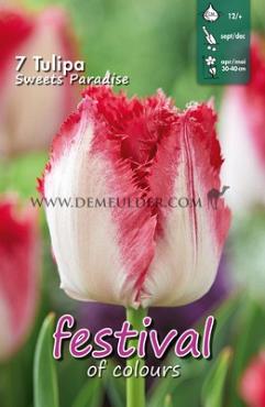 Tulips Sweets Paradise 12/+ (x12x7)
