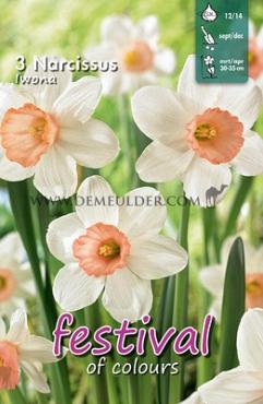 Narcissus Iwona 12/14 (x12x3)