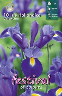 Iris Valentine 8/9 (x12x10)