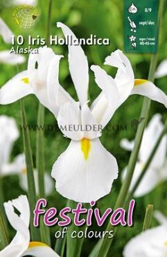 Iris Alaska 8/9 (x12x10)