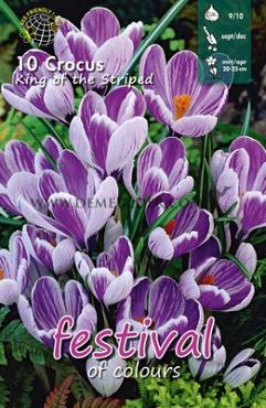 Crocus King of The Striped 9/10 (x12x10)