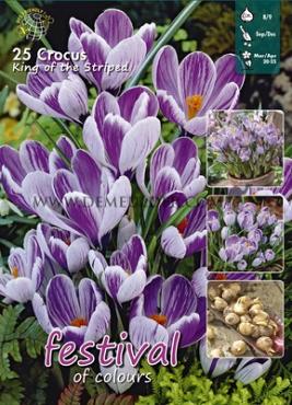 Crocus King of The Striped 8/9 (x20x25)