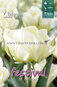 Tulips White Valley 12/+ (x12x7)