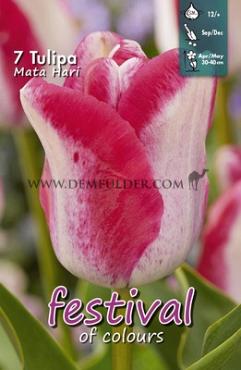 Tulips Mata Hari 12/+ (x12x7)