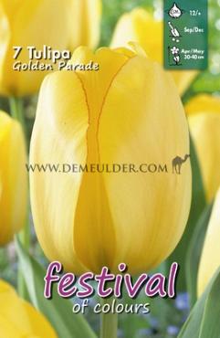 Tulips Golden Parade 12/+ (x12x7)