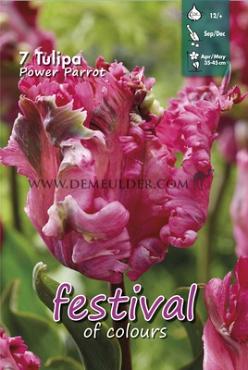 Tulips Power Parrot 12/+ (x12x7)