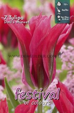 Tulips Doll's Minuet Viridiflora 12/+ (x12x7)