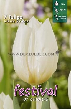 Tulips White Prince Single Early 12/+ (x12x7)