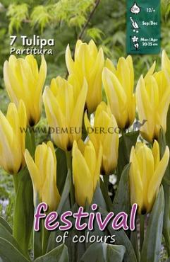 Tulips Partitura Greigii 12/+ (x12x7)