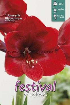 Amaryllis Premiere 30/32 (x5x1)