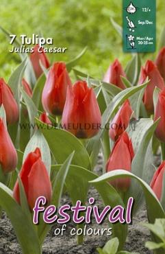 Tulips Julius Caesar 12/+ (x12x7)