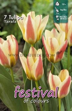 Tulips Tarafa 12/+ (x12x7)