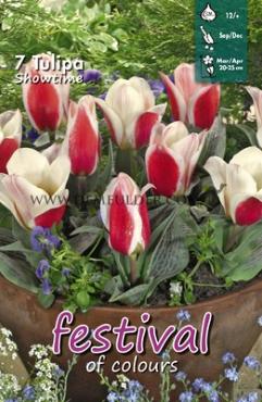 Tulips Showtime 12/+ (x12x7)