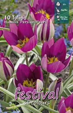 Tulips Humilis Persian Pearl 6/+ (x12x10)
