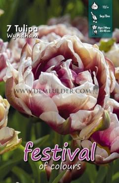 Tulips Wyndham 12/+ (x12x7)