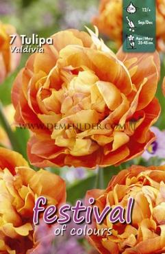 Tulips Valdivia 12/+ (x12x7)