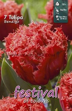 Tulips Bendigo 12/+ (x12x7)