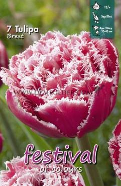Tulips Brest 12/+ (x12x7)