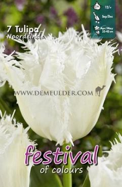 Tulips Noordeinde 12/+ (x12x7)
