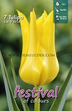 Tulips La Perla 12/+ (x12x7)