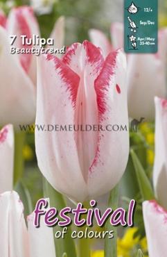 Tulips Beautytrend 12/+ (x12x7)