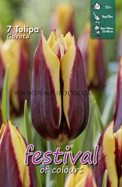 Tulips Gavota 12/+ (x12x7)