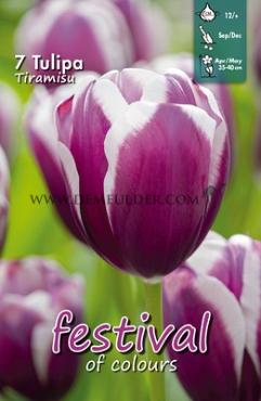 Tulips Tiramisu 12/+ (x12x7)