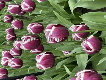 Tulips Tiramisu 12/+ (x12x7)