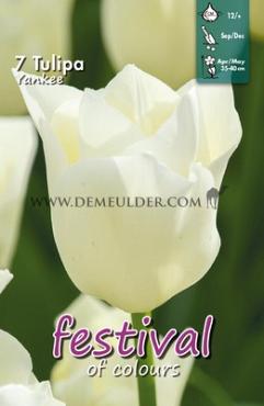 Tulips Yankee 12/+ (x12x7)