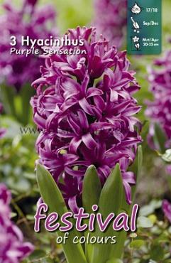 Hyacinths Purple Sensation 17/18 (x10x3)