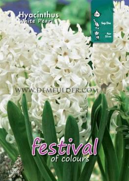 Binbox Hyacinthus White Pearl 18/19 (x50)