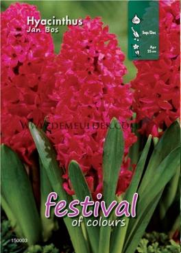Binbox Hyacinthus Jan Bos 18/19 (x50)