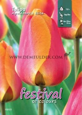 Binbox Tulips Apeldoorn's Elite 12/+ (x100)