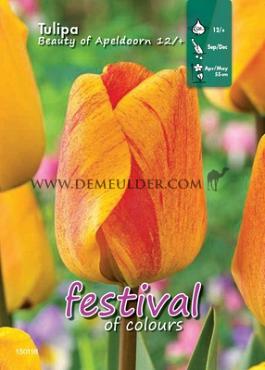 Binbox Tulips Beauty of Apeldoorn 12/+ (x100)