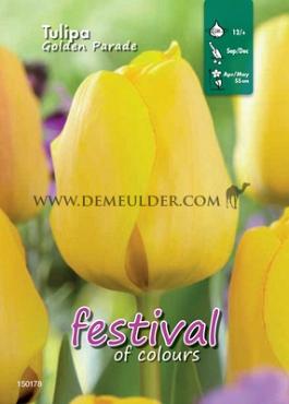Binbox Tulips Golden Parade 12/+ (x100)