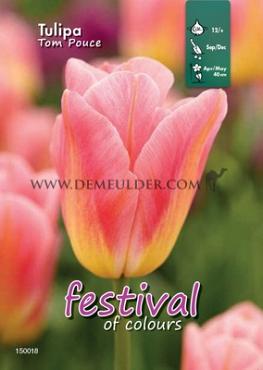 Binbox Tulips Tom Pouce 12/+ (x100)