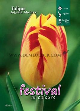 Binbox Tulips Jakoba Mulder 12/+ (x100)