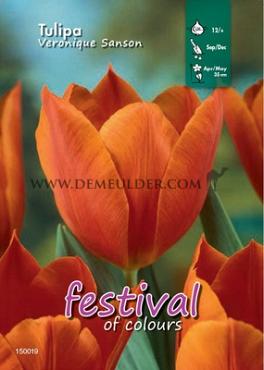 Binbox Tulips Veronique Sanson 12/+ (x100)