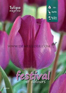 Binbox Tulips Negrita 12/+ (x100)