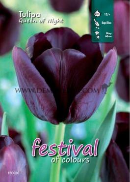 Binbox Tulips Queen of Night 12/+ (x100)